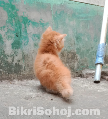 Persian cat female